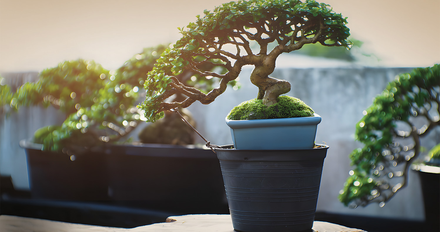 Bonsai Garden